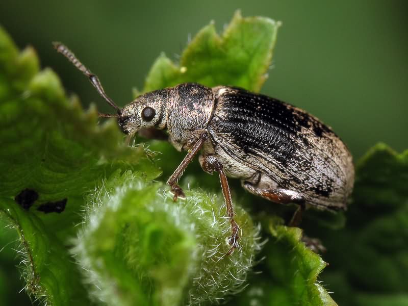 Phyllobius pyri (Linnaeus, 1758)